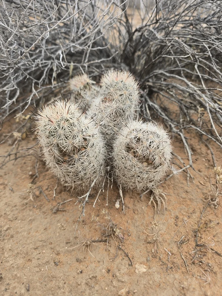 Mammillaria Tetrancistra