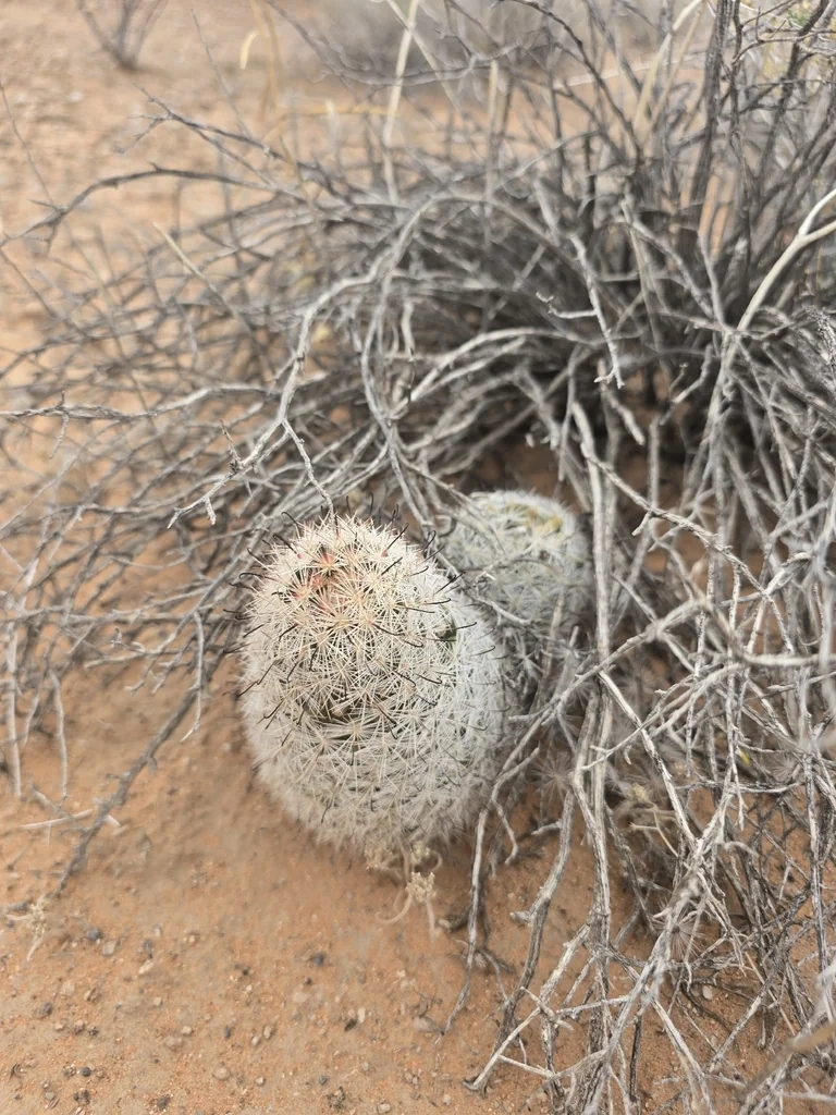 Mammillaria Tetrancistra