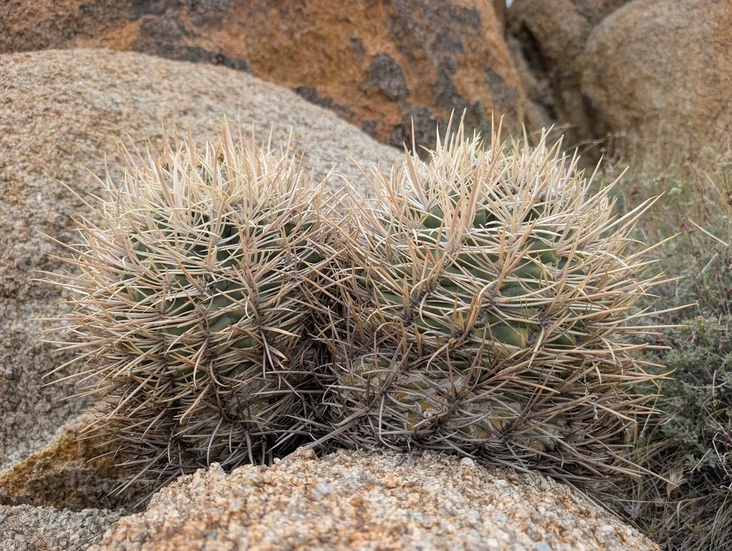 Echinocactus Polycephalus