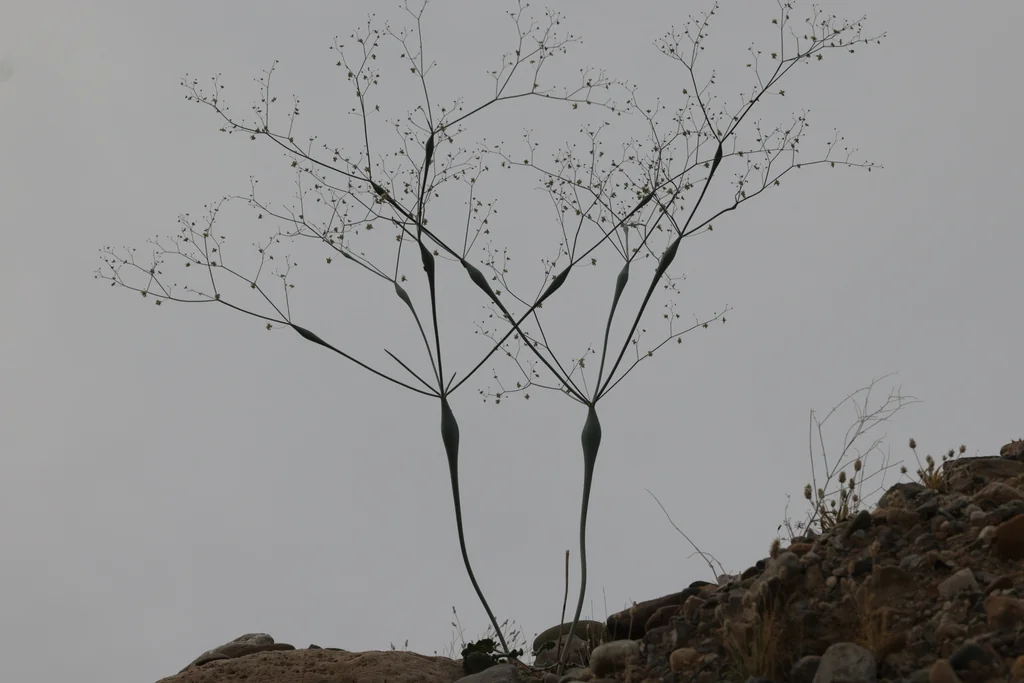 Eriogonum Inflatum