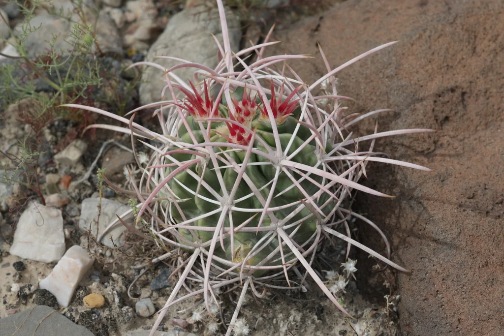 Echinocactus Polycephalus