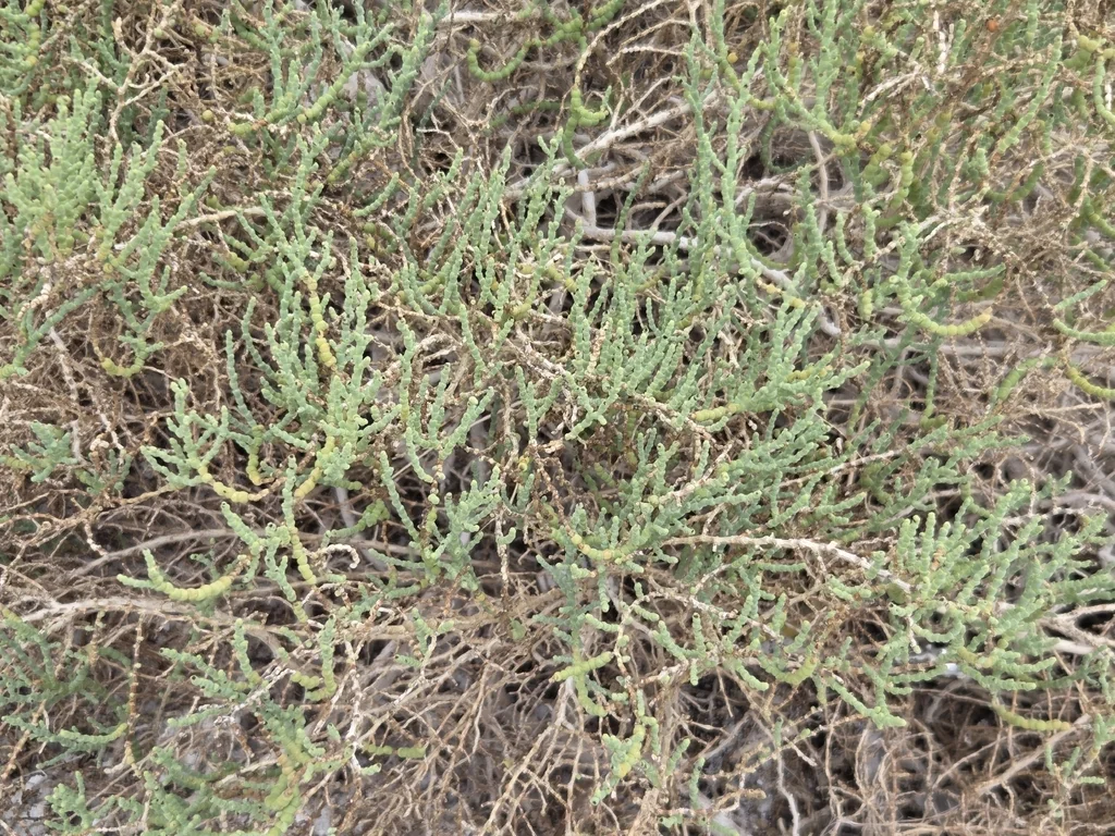 Allenrolfea Occidentalis