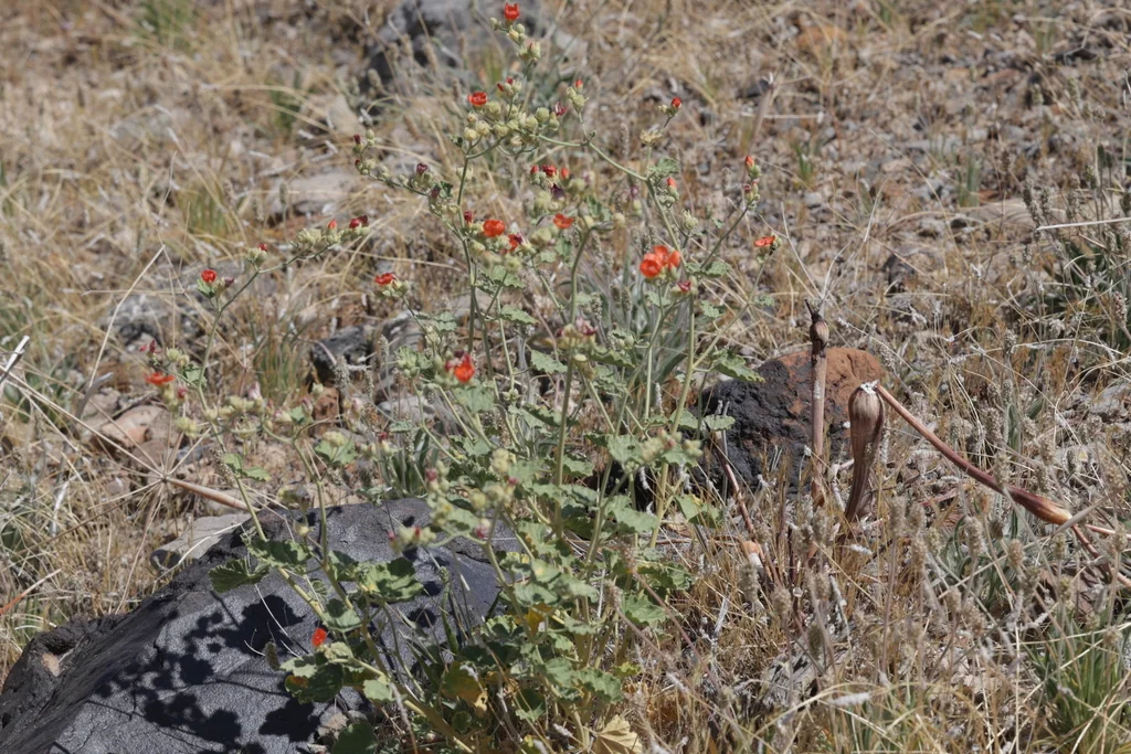Sphaeralcea Ambigua
