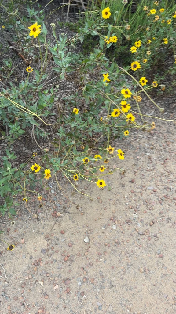 Encelia californica