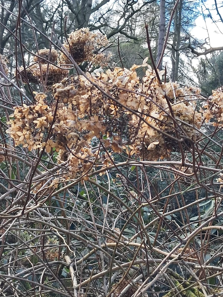 Hydrangea macrophylla