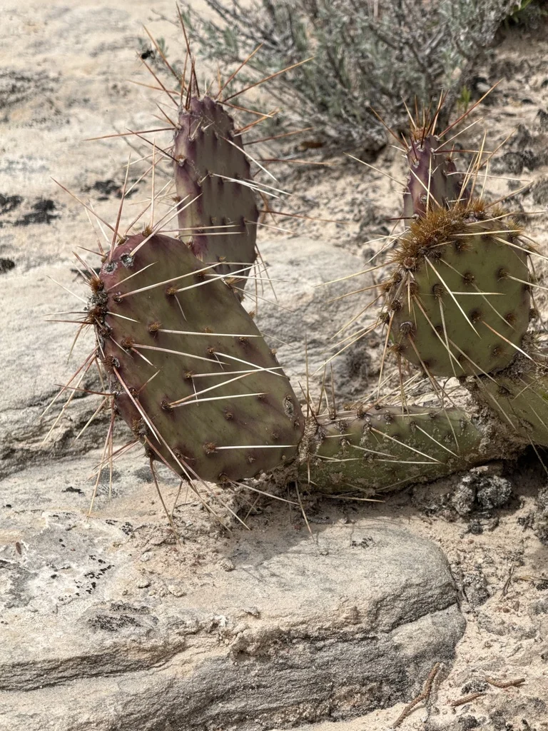 Opuntia Phaeacantha