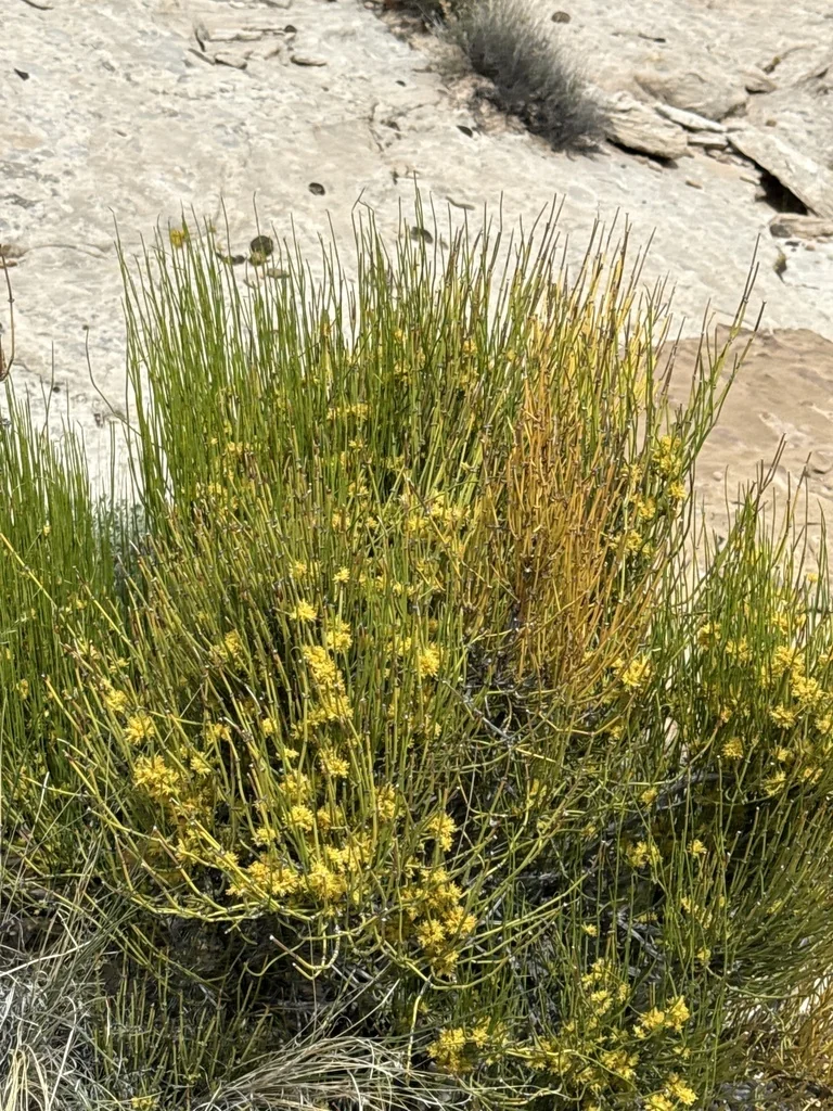 Ephedra Viridis