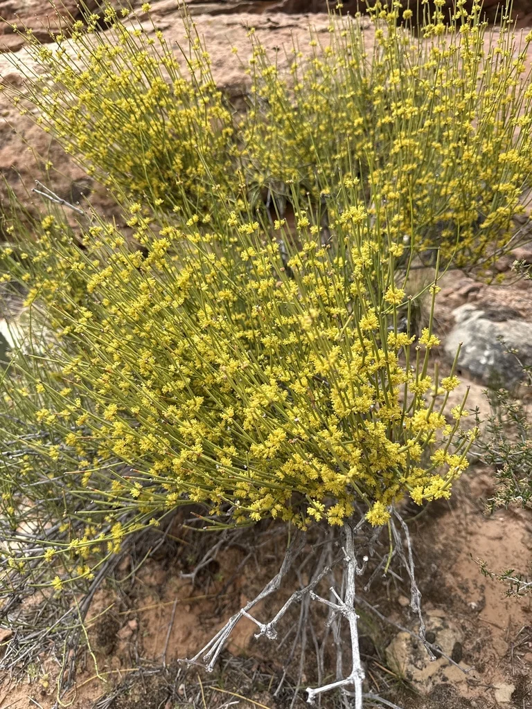 Ephedra Viridis