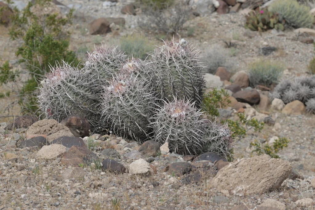 Echinocactus Polycephalus