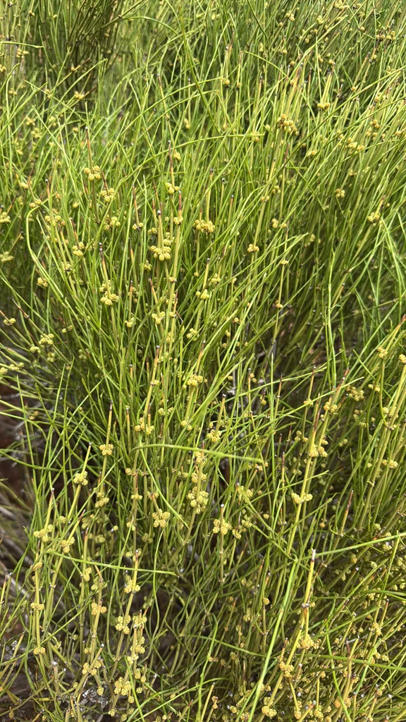 Ephedra Viridis
