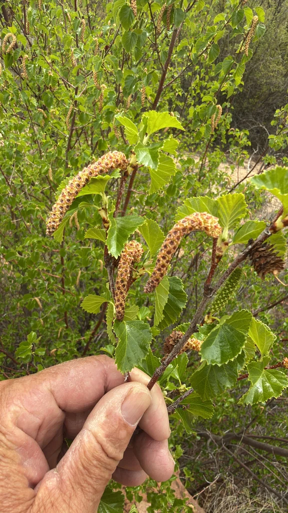 Betula Occidentalis