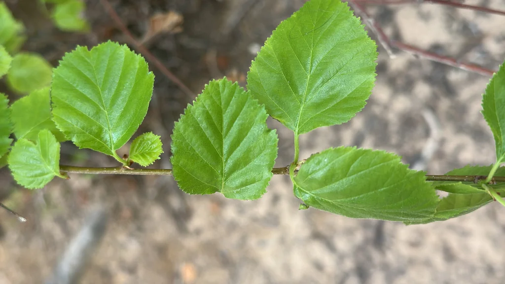 Betula Occidentalis