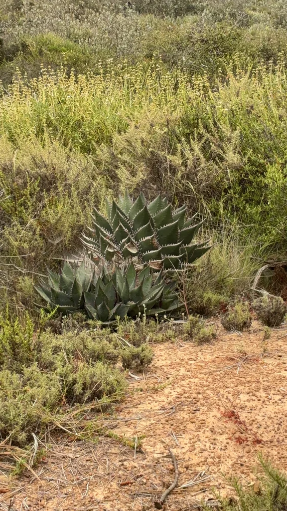 Agave Shawii