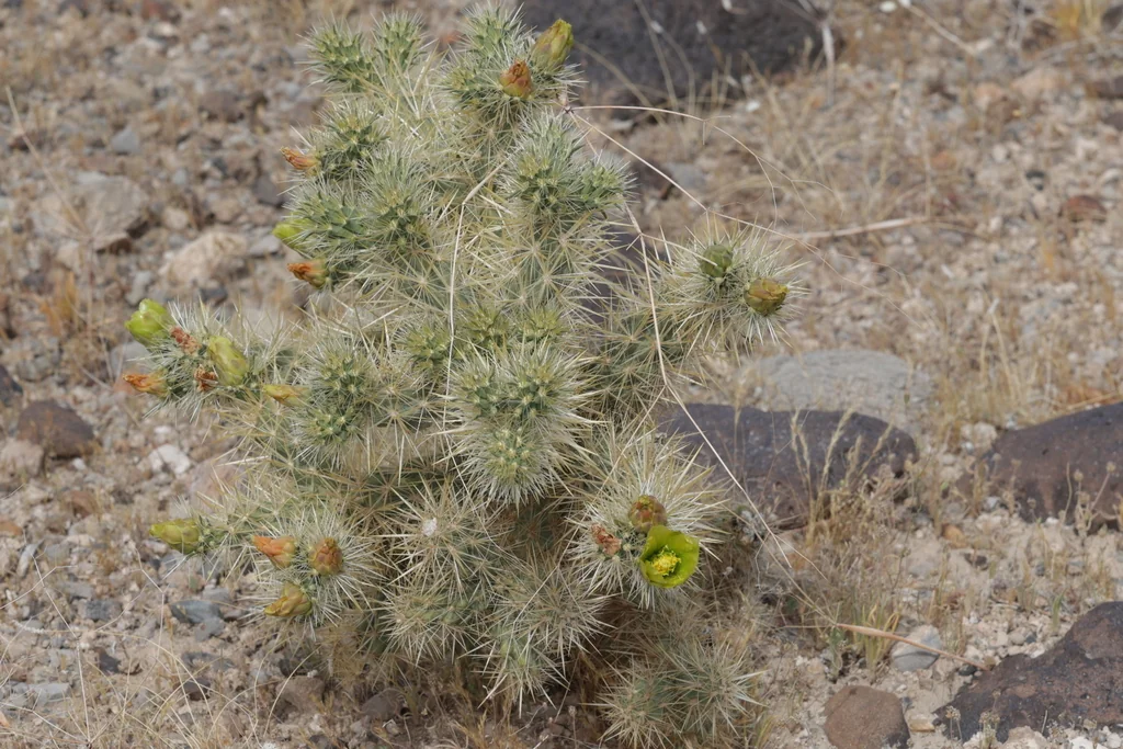 Cylindropuntia Echinocarpa