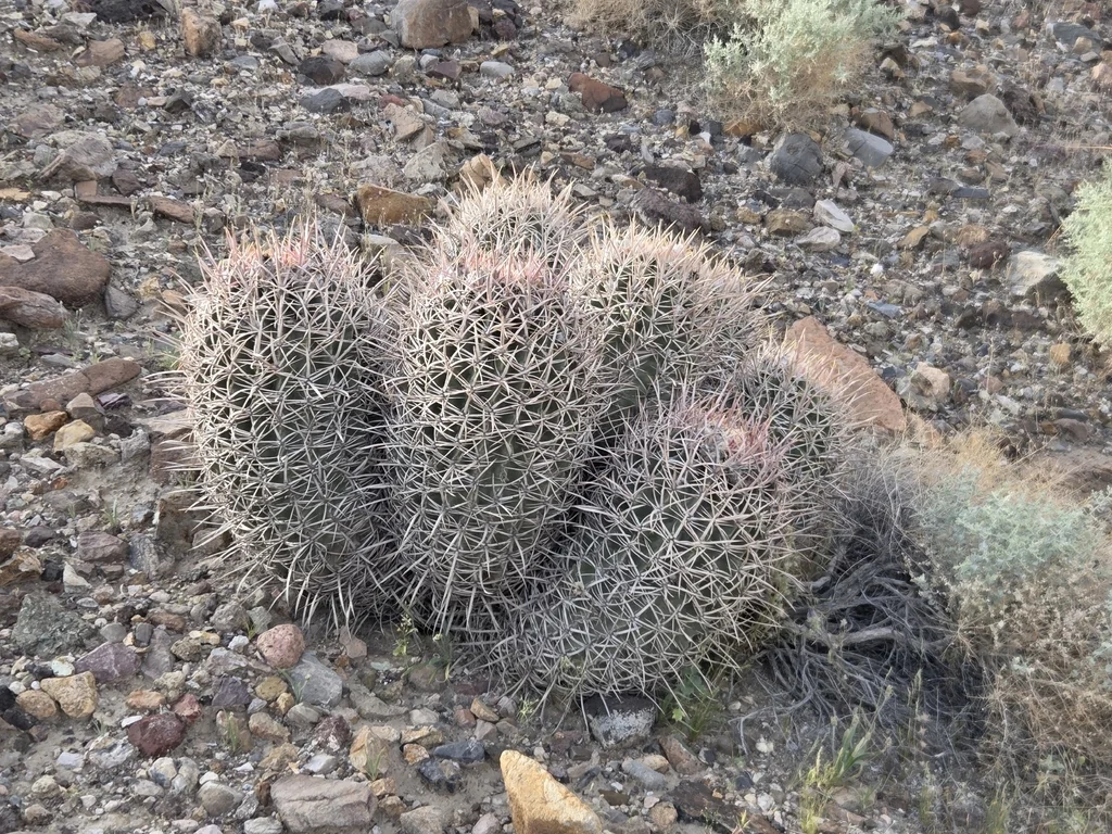 Echinocactus Polycephalus