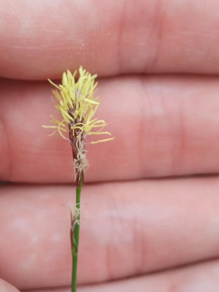 Carex Pensylvanica