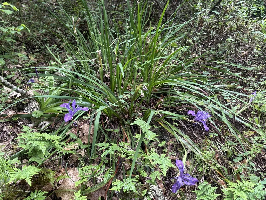 Iris Macrosiphon