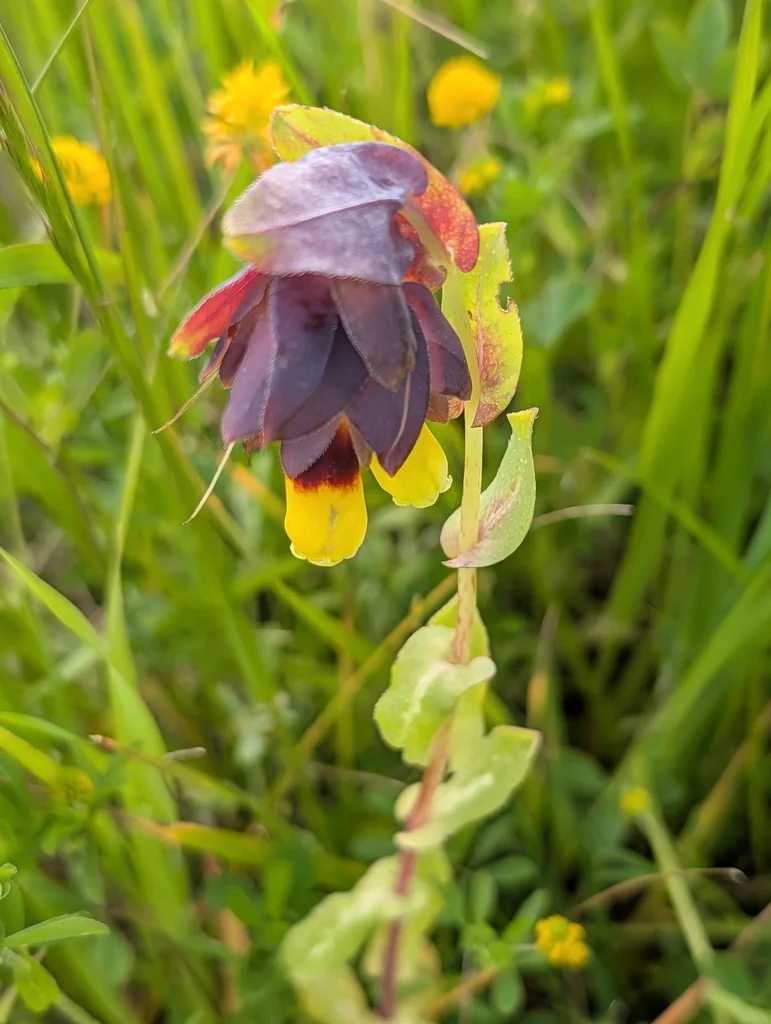Cerinthe Major