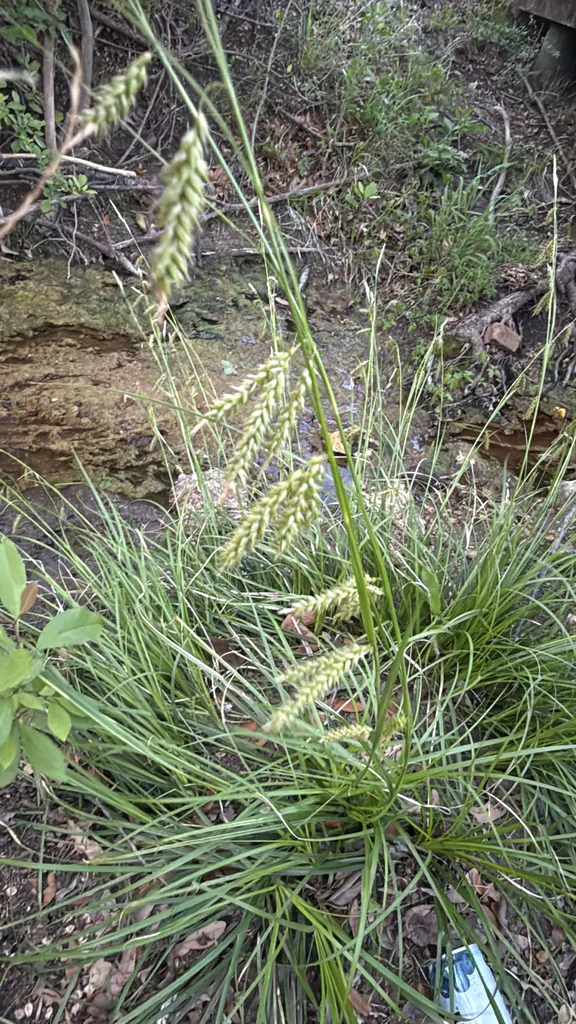 Carex Cherokeensis