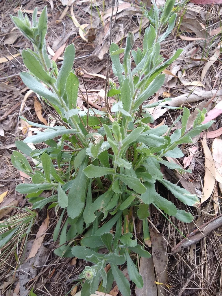 Grindelia Hirsutula