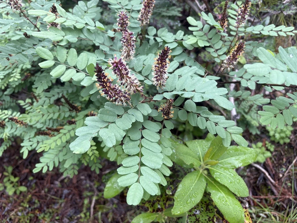 Amorpha Californica