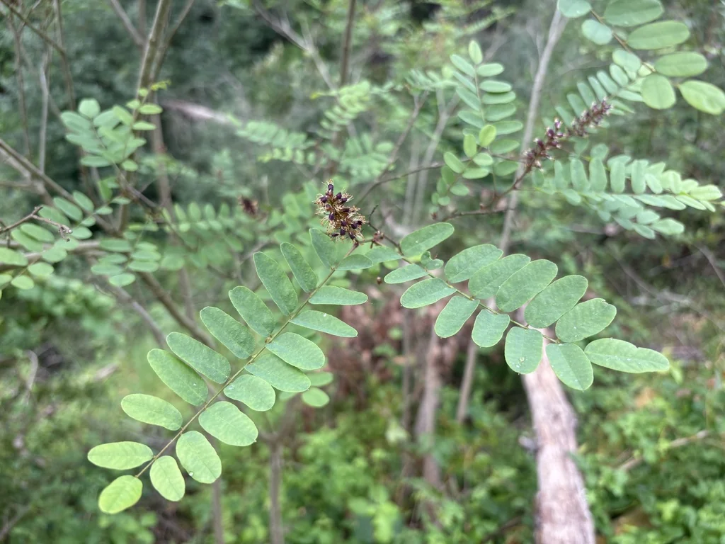 Amorpha Californica