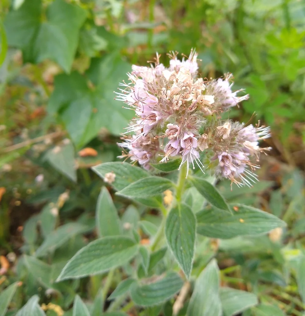 Phacelia Californica