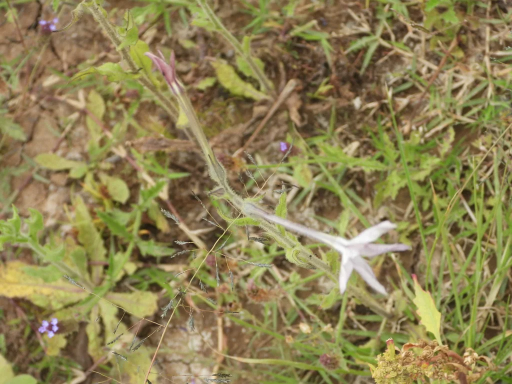 Nicotiana Alata