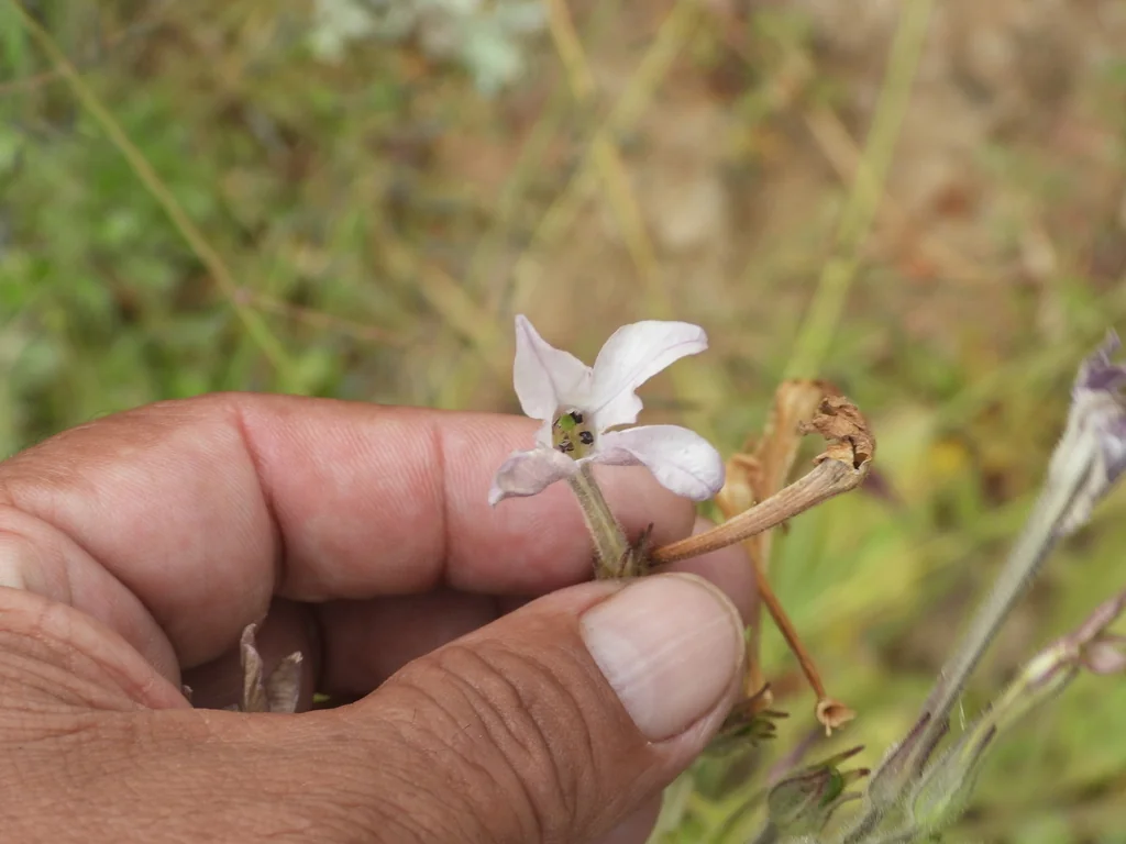 Nicotiana Alata