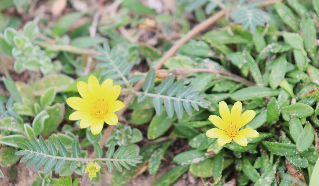 Gazania Rigens