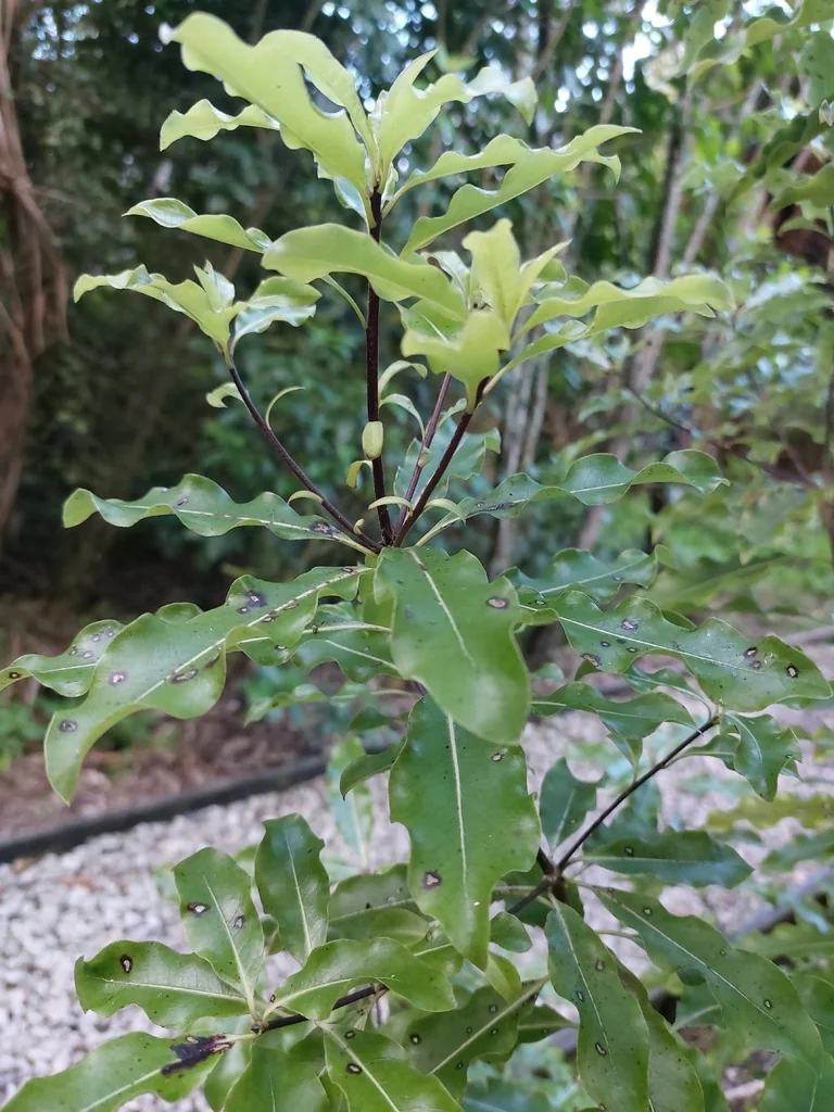 Pittosporum Eugenioides
