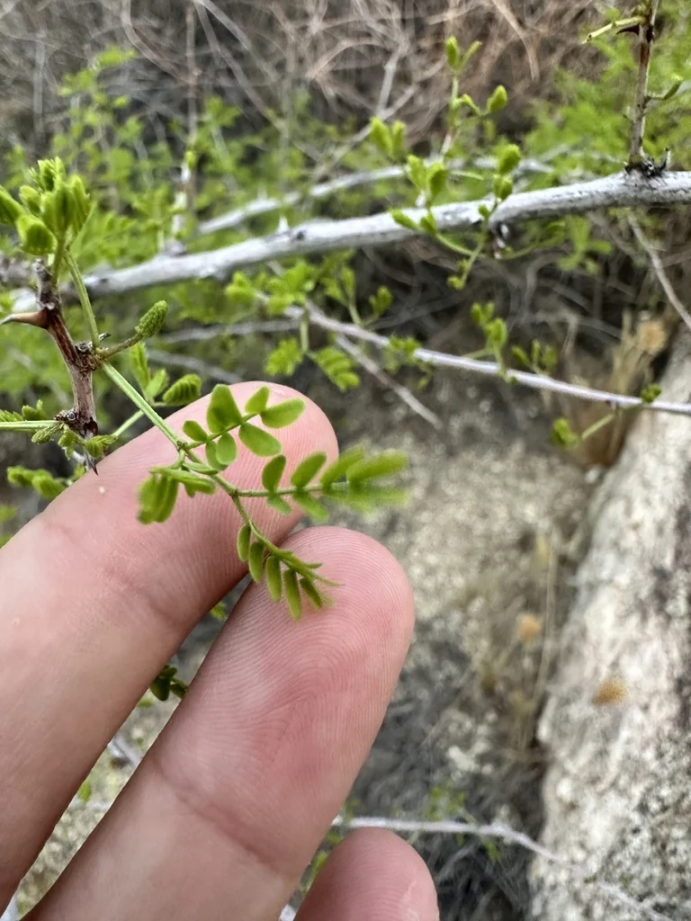 Acacia Greggii