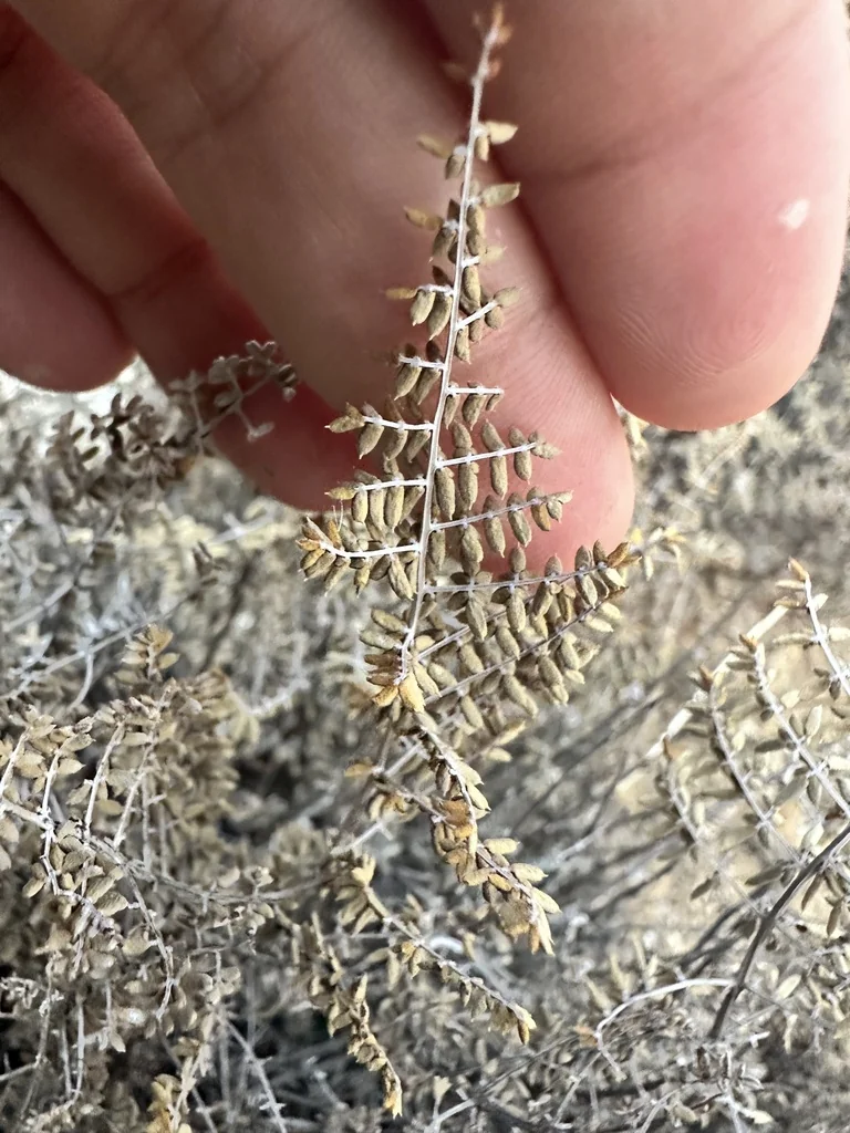 Pellaea Mucronata