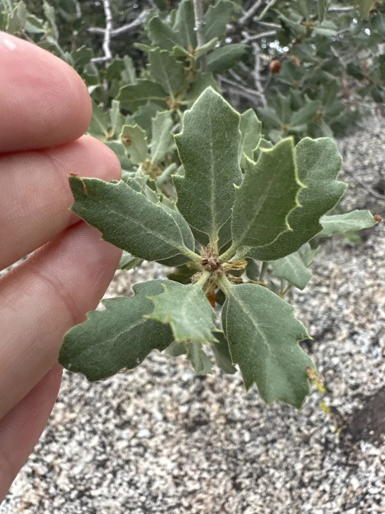 Quercus dumosa