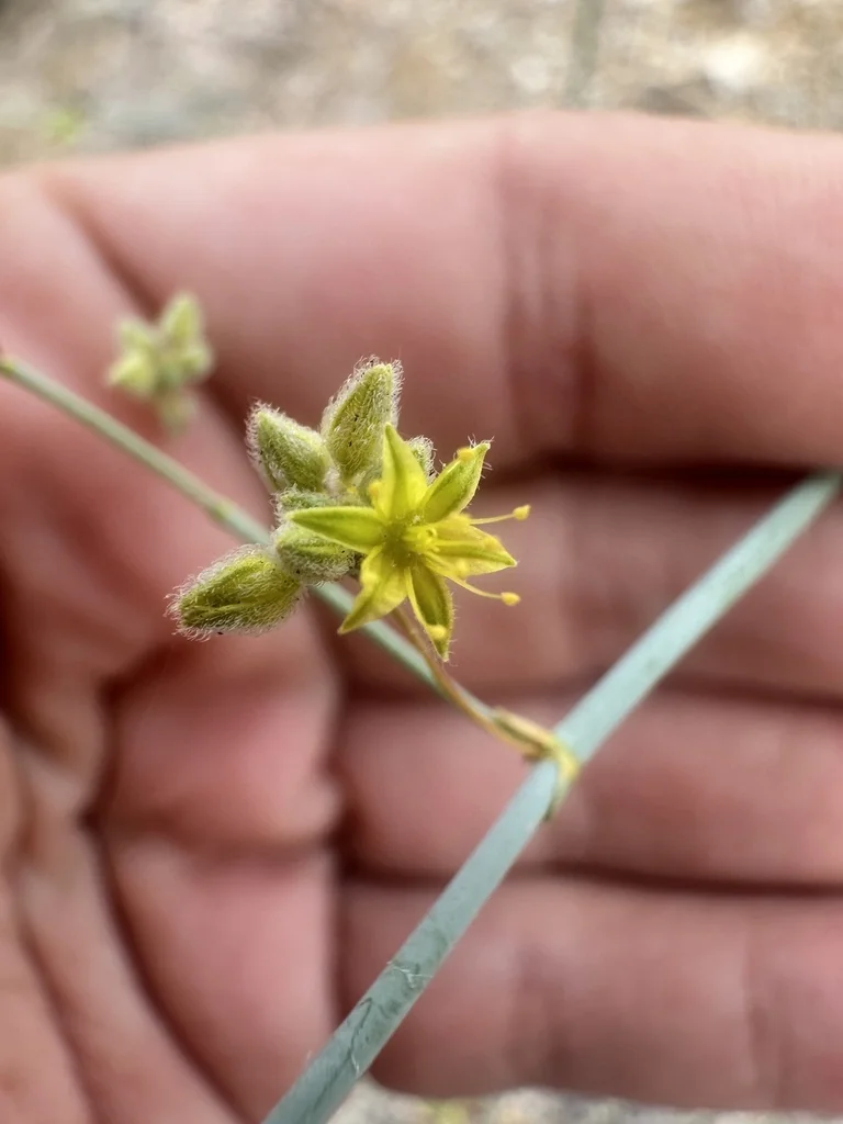 Eriogonum Inflatum
