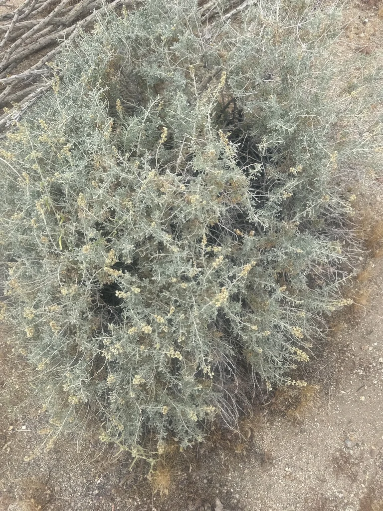 Ambrosia Dumosa