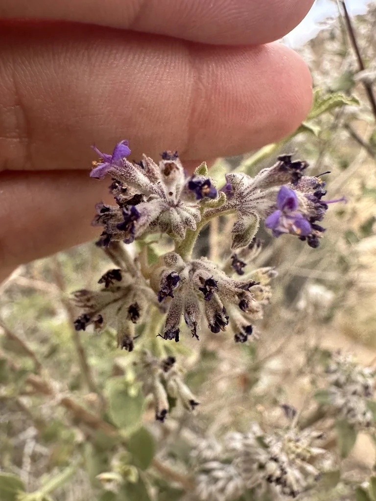 Hyptis Emoryi