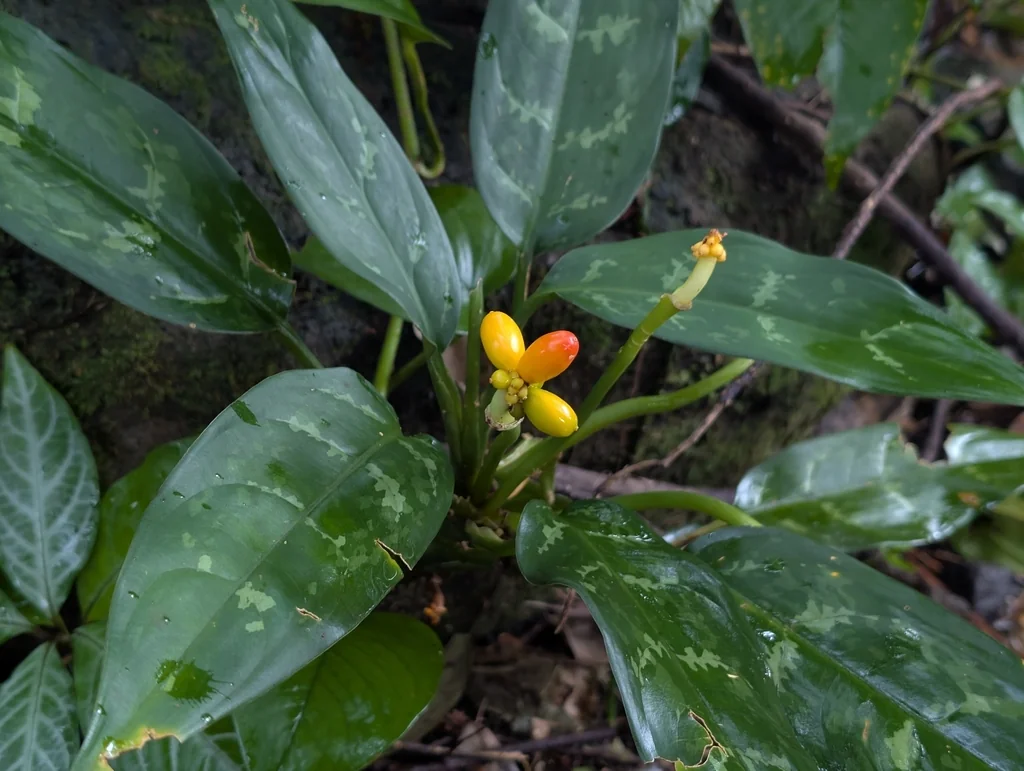 Aglaonema commutatum