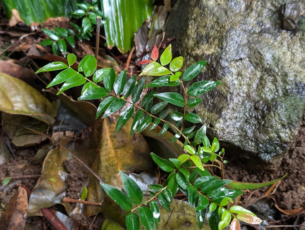 Eugenia Uniflora