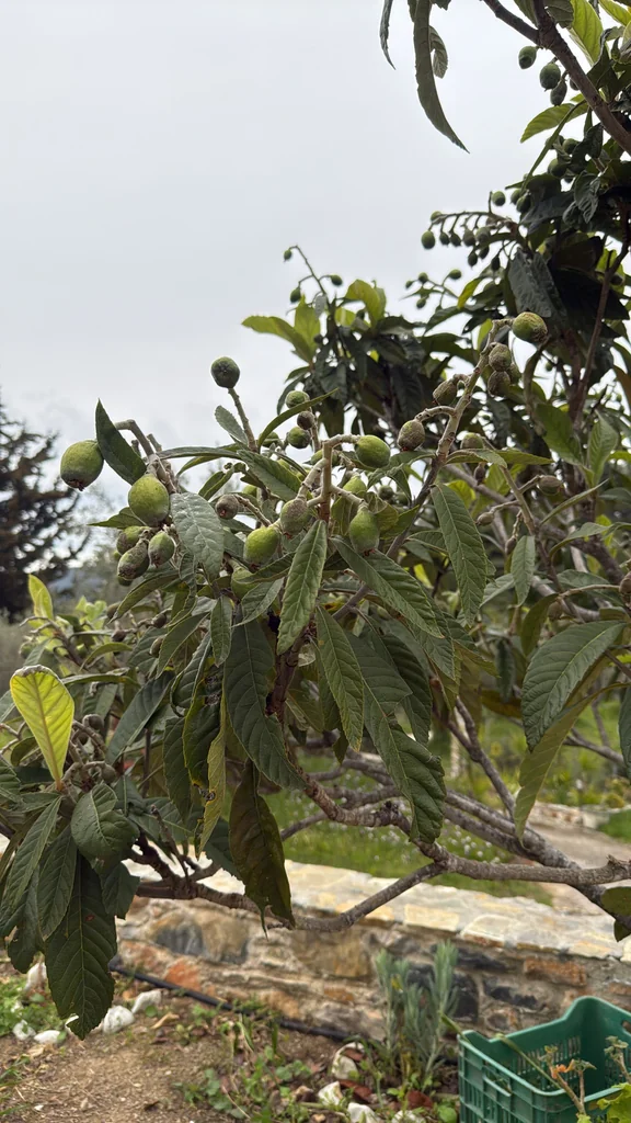 Eriobotrya Japonica