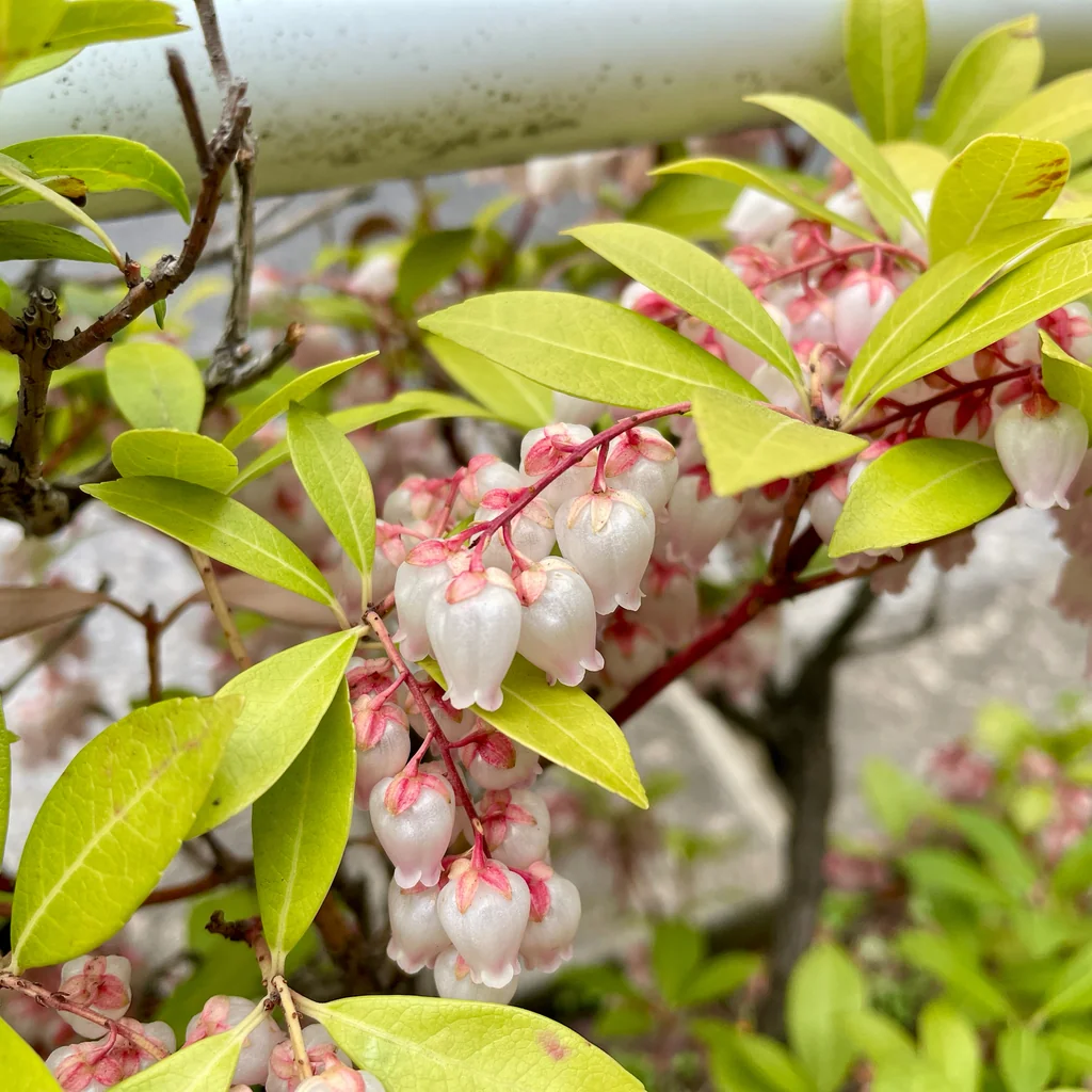 Pieris japonica