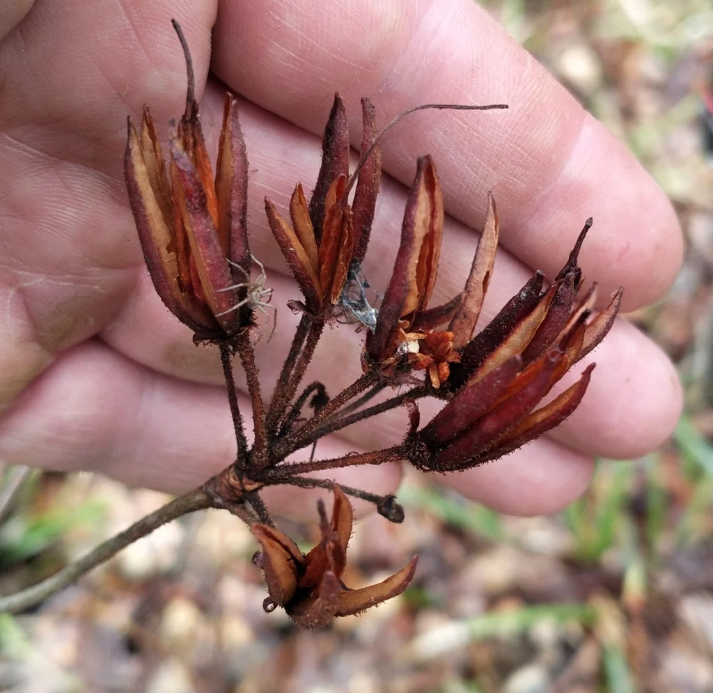 Rhododendron Luteum