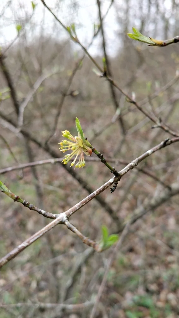 Cornus Mas