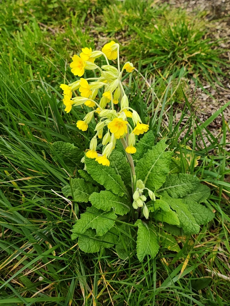 Primula X Polyantha