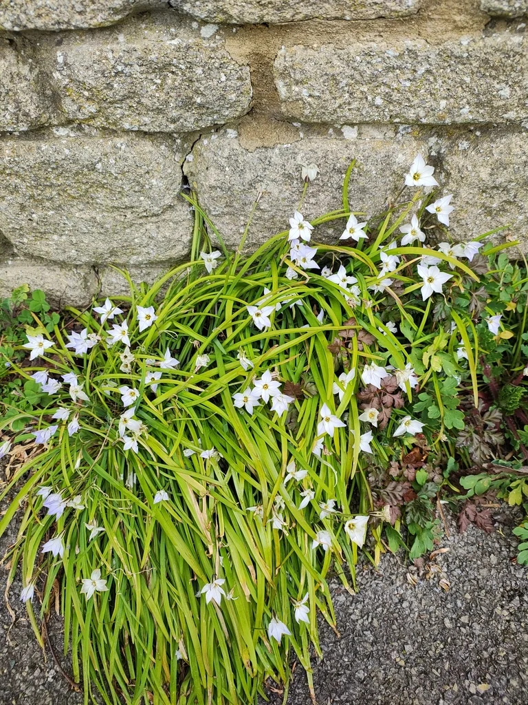 Ipheion Uniflorum