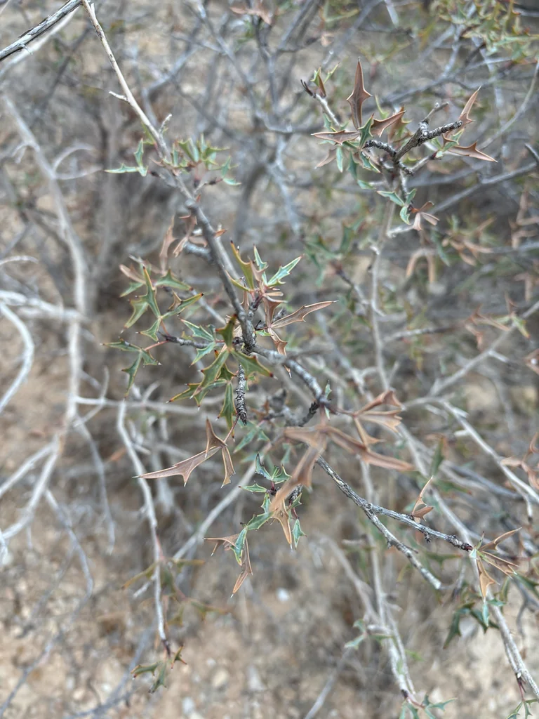 Berberis Trifoliolata