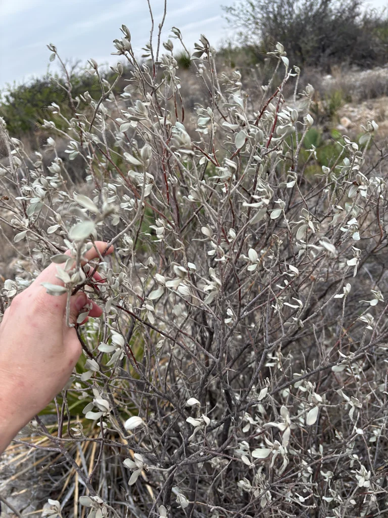Leucophyllum Frutescens