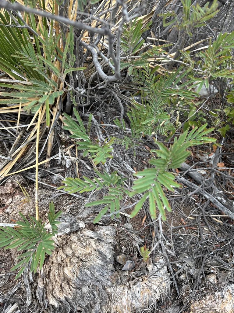 Acacia Berlandieri