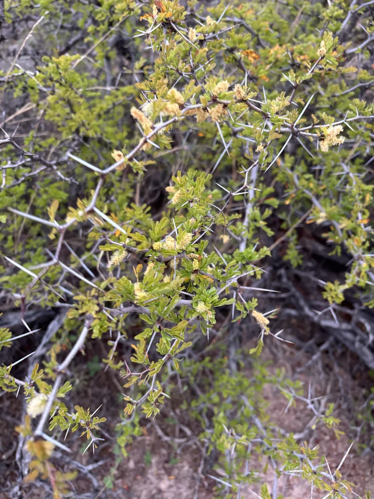 Acacia Rigidula
