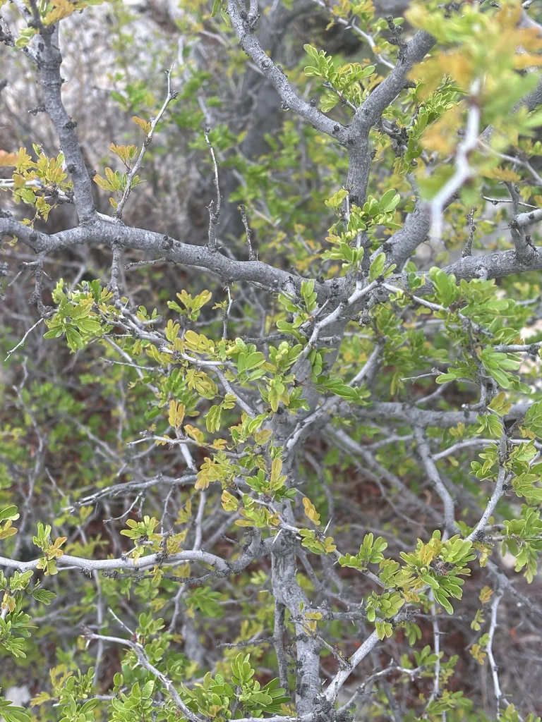 Acacia Rigidula